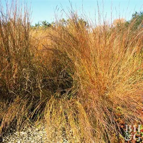 Схизахириум скопариум