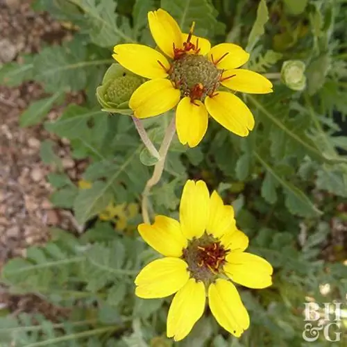 Шоколадный цветок