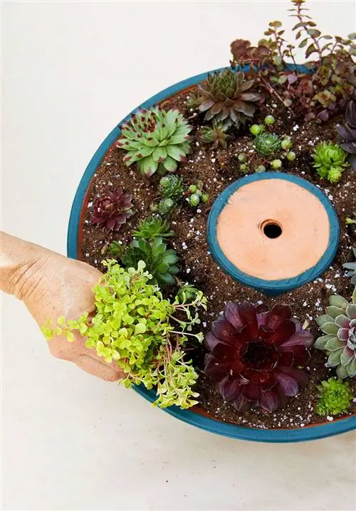 суккулентная башня как посадить в почву шаг 4