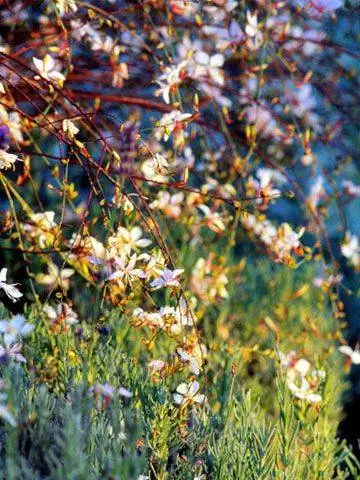 Гаура Линдхеймери