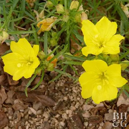 Ползучие солнечные капли