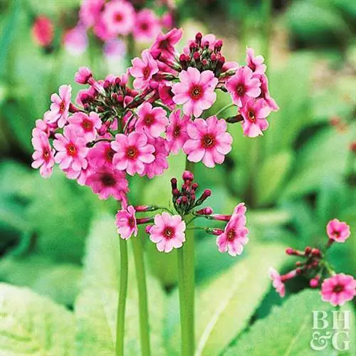 Примула японская Primula japonica