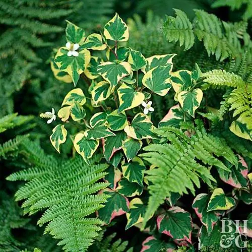 Растение-хамелеон