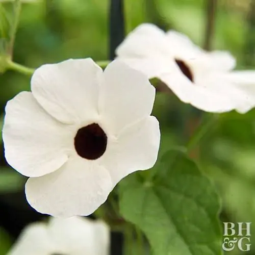 Черноглазая лоза Сьюзен Thunbergia alata 'Little Susie'