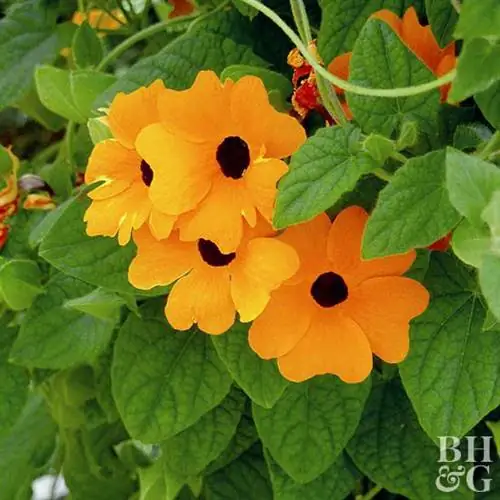 thunbergia alata оранжевый a-peel черноглазый susan vine