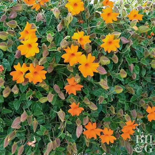 Оранжевые часы винограда Thunbergia gregorii