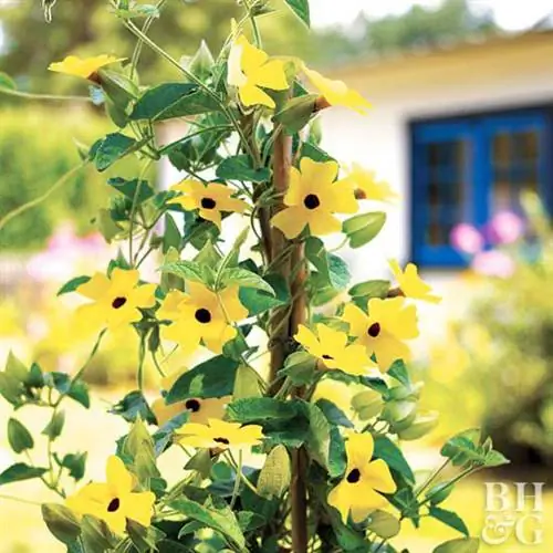 черноглазая Сьюзен Вайн Thunbergia alata 'Sunny Lemon Star'
