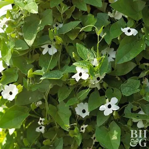 thunbergia alata белоглазая сьюзи вайн