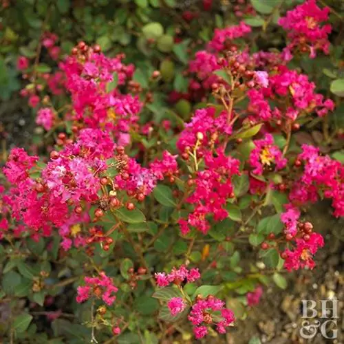 креп-мирт Lagerstroemia 'Red Filli'