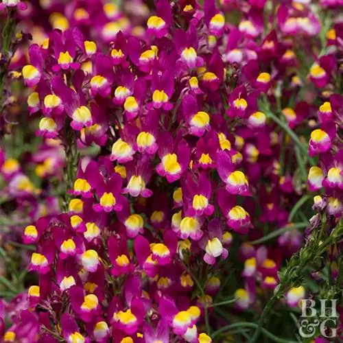 'Волшебная' льнянка Linaria
