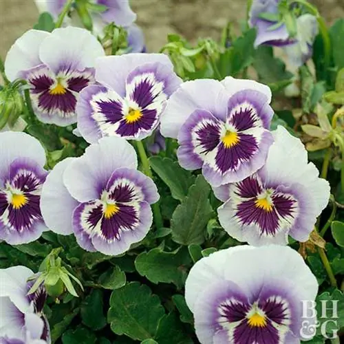 Viola x wittrockiana 'Максим Марина'