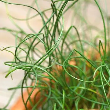 Juncus effusus 'Spiralis'