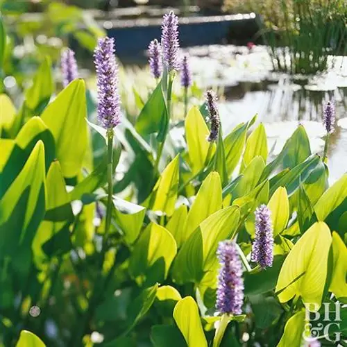 Пикерель сорняк Pontederia cordata