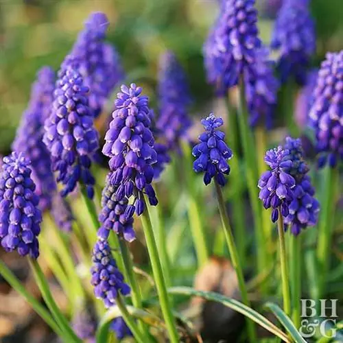 виноградный гиацинт Muscari armeniacum