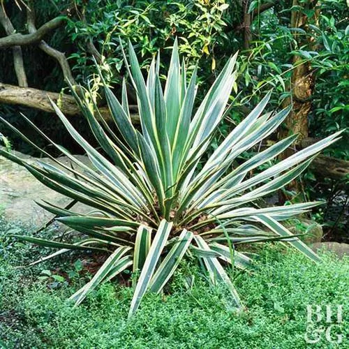 Юкка, юкка Bright Edge, растение (Yucca filamentosa 'Bright Edge') Юкка, юкка Bright Edge, растение (Yucca filamentosa 'Bright Edge')