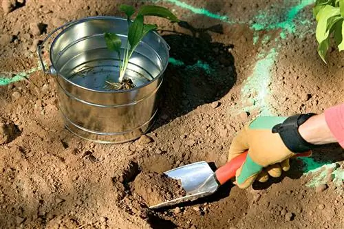 используйте корни растений в качестве ориентира для размера отверстия