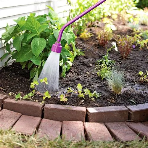 равномерно полейте вновь посаженные многолетники