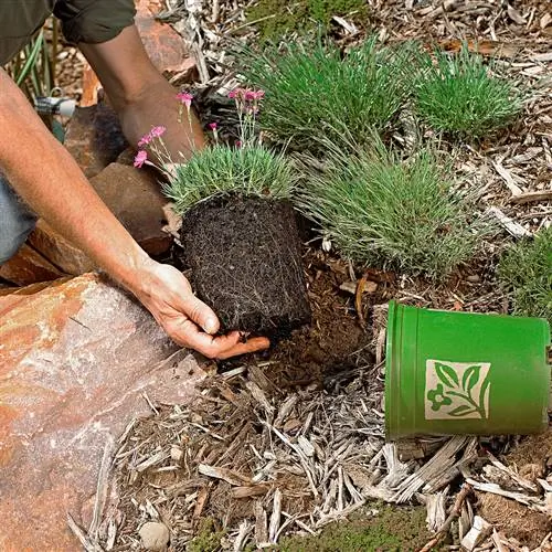 достаньте растение из контейнера и подготовьте к посадке