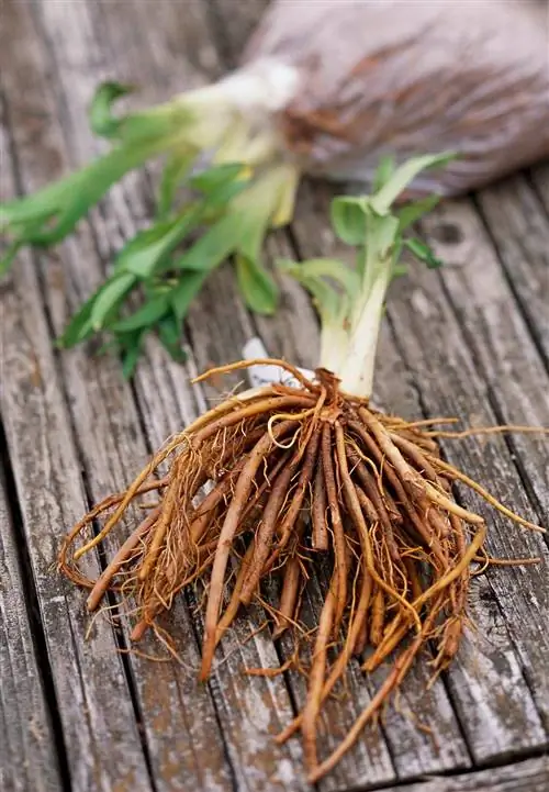 удалить с корней любой мох сфагнум