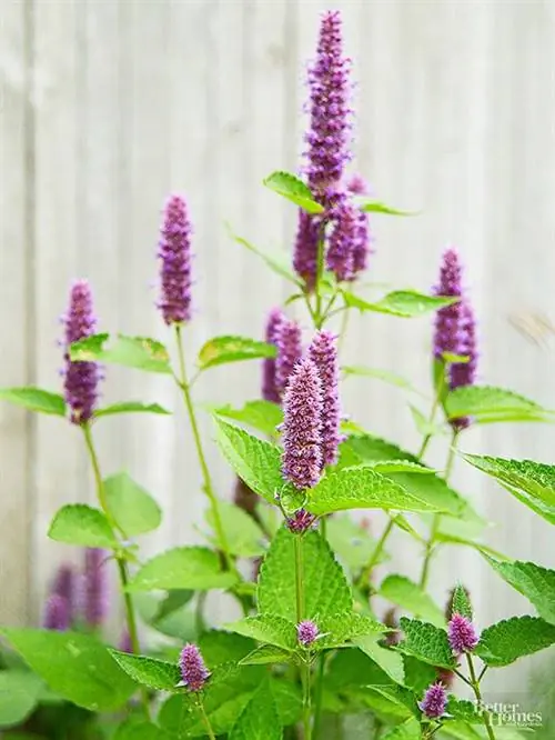 Agastache foeniculum, анисовый иссоп