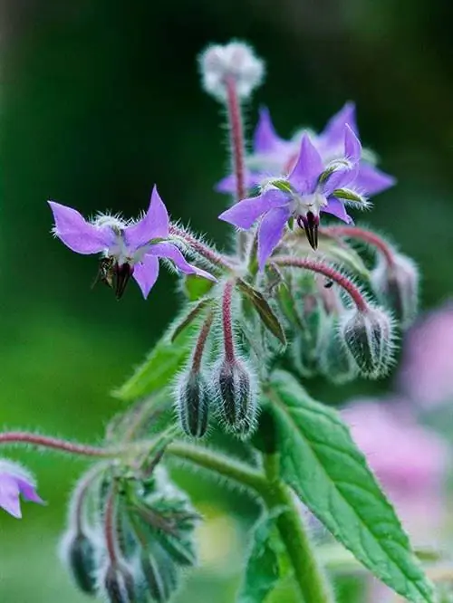 огуречник лекарственный