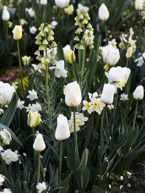 Fritillaria, тюльпаны и нарциссы Fritillaria, тюльпаны и нарциссы