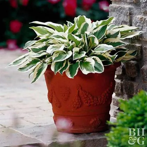 терракотовый горшок с hosta aureomarginata