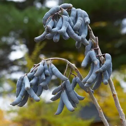 Decaisnea fargesii