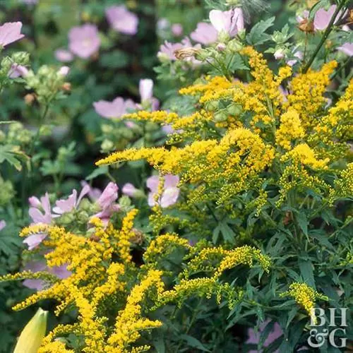 золотарник Solidago 'Goldenmosa'