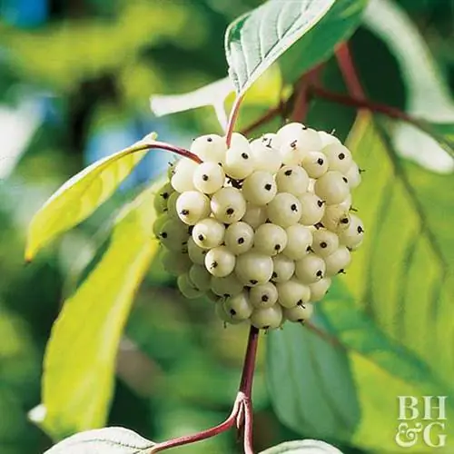 Кизил серый Cornus racemosa