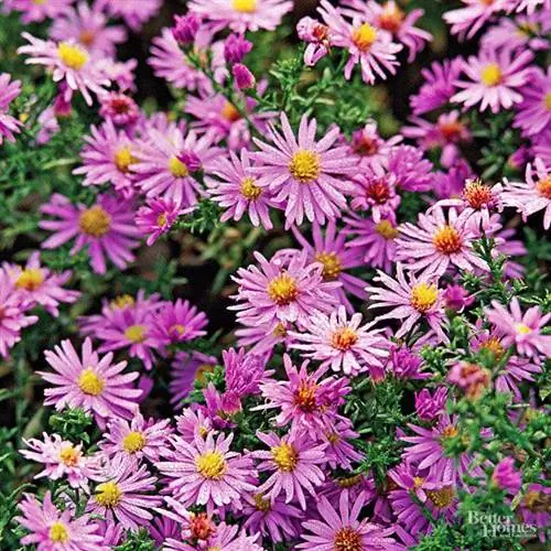 Астра новоанглийская, Aster novae-angliae