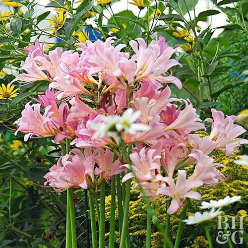 Обнаженные дамы Lycoris squamigera