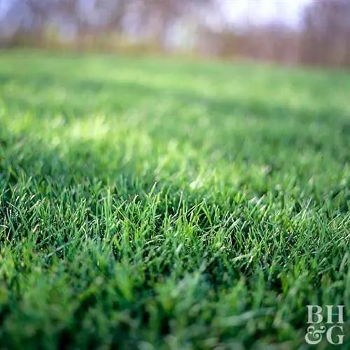 трава, трава крупным планом,