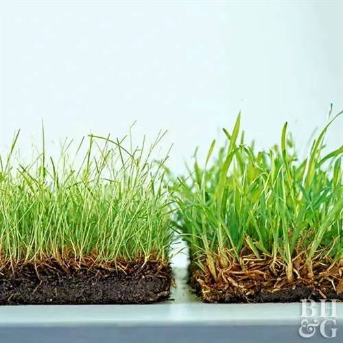 Выбор правильной травы