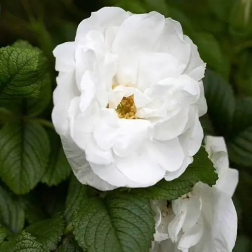 Роза 'Blanc Double de Doubert' Роза 'Blanc Double de Doubert'