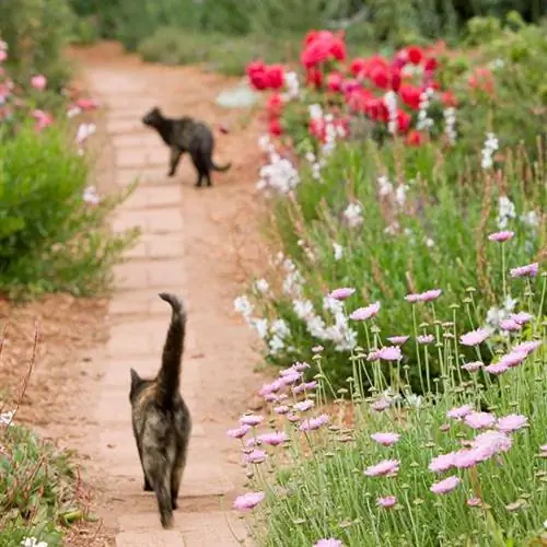 Кошка в саду