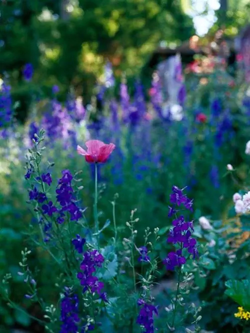 Живокость, мак