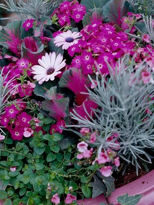 Флокс, остеоспермум, цветущая капуста, двушпорник