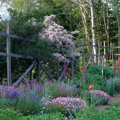 Гвоздика, кошачья мята и наперстянка