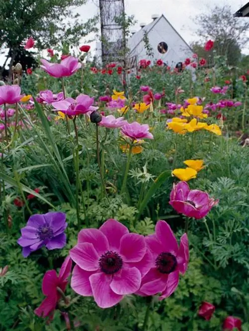 Маки и анемоны