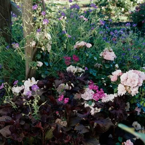 Мята, герань, ловляк, роза