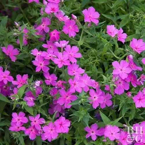 Флоксы Intensia Orchid Blast