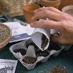 Выращивание многолетников из семян