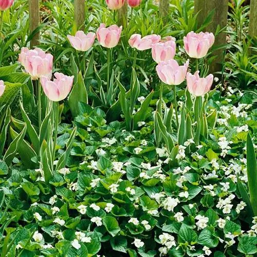 Виола канадская