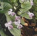 Фиолетовый