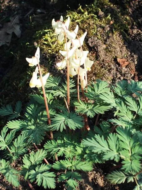 Dicentra cucullaria