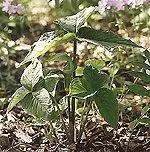 Джек за кафедрой