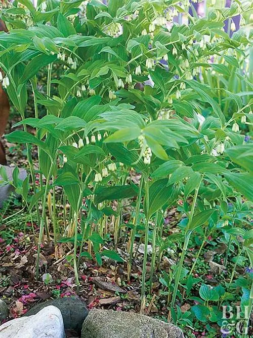 Обыкновенная печать Соломона