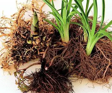 Лилейник с голым корнем