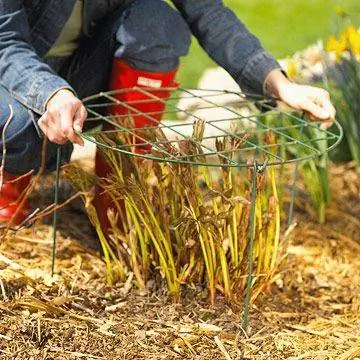 Ставка пиона